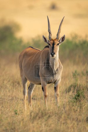 Male common eland stands staring towards camera