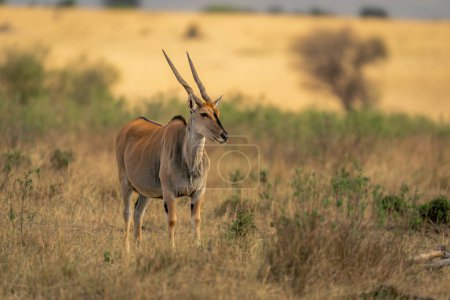Foto de Hombre común eland se encuentra entre los arbustos bajos - Imagen libre de derechos