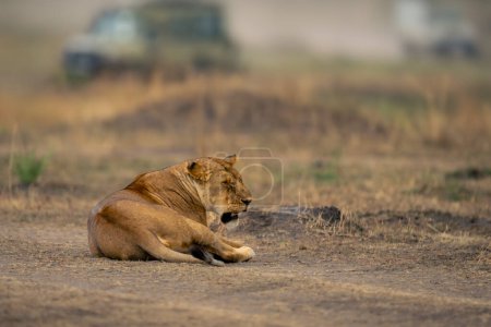 Löwin liegt schläfrig neben Lastwagen auf Grünland