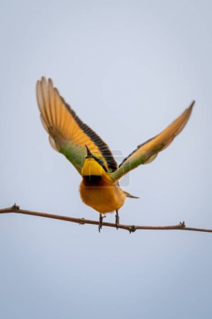 Little bee-eater taking off from slender branch