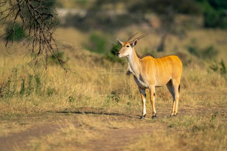 Foto de Hombre común eland se encuentra en la pista de tierra - Imagen libre de derechos