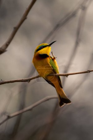 Little bee-eater scratches itself on thin branch