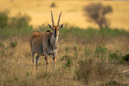 Male common eland stands facing towards camera