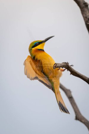 Little bee-eater lands on dead tree branch