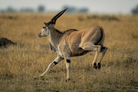 mâle commun eland galoping à travers herbeux plaine