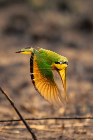 Little bee-eater flies towards camera near sticks