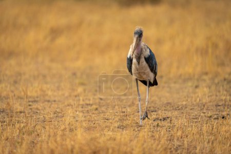 Marabou stork crosses short grass on savannah