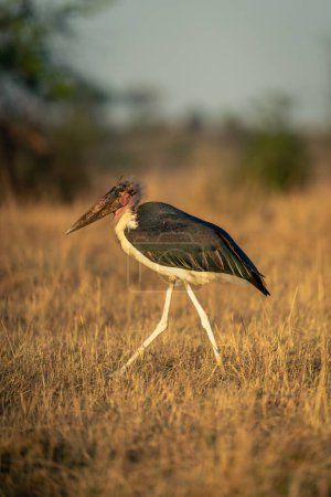 Marabou stork strides across savannah in sunshine