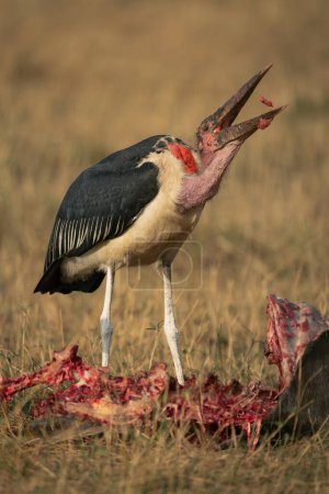 Marabou stork throws up flesh from kill