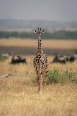 Masai-Giraffe stellt sich Kamera in der Nähe von blauem Gnu