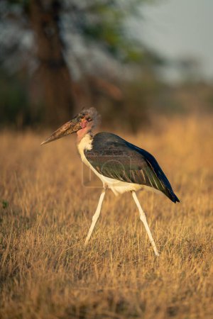 Marabou-Storch schreitet bei Sonnenschein durch Savanne
