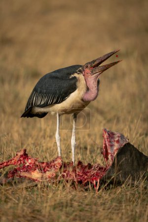 Marabou-Storch wirft Fleisch aus Kadaver