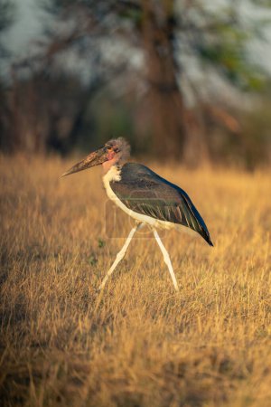Marabou-Storch wandert bei Sonnenschein durch Savanne