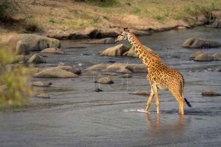 La girafe Masai traverse une rivière peu profonde au-delà des rochers