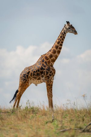 Masai giraffe stands on horizon in sunshine