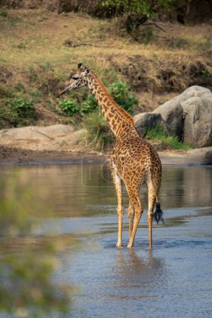 Masai giraffe stands in river in sunshine