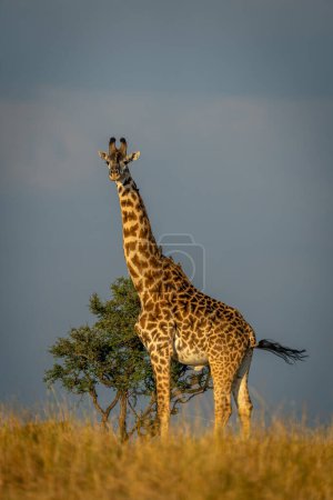 Masai giraffe stands eyeing camera near bush