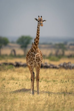 Masai giraffe stands near wildebeest and zebras