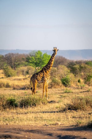 Masai-Giraffe steht vor normaler Kamera