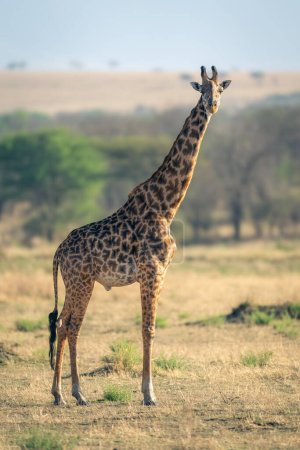 Masai-Giraffe steht auf Grasland und beobachtet Kamera