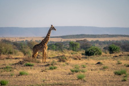 Masai jirafa se encuentra en la sabana mirando a la derecha