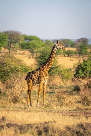 Masai giraffe stands in savannah amongst trees