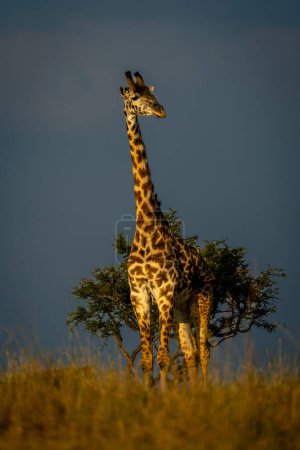 Masai-Giraffe steht vor Kamera am Busch