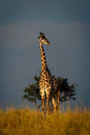 Masai giraffe stands watching camera near bush
