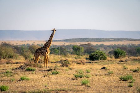 Photo for Masai giraffe stands on savannah watching camera - Royalty Free Image