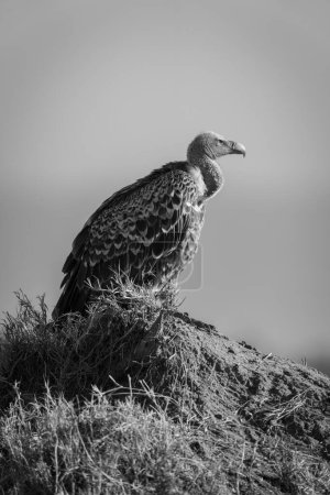 Mono Ruppell vulture on mound in profile