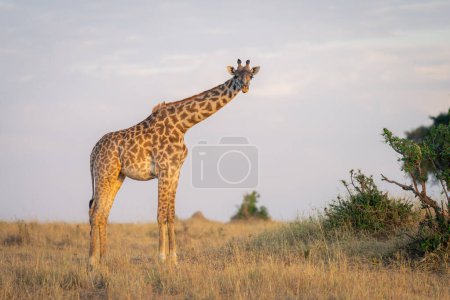 Masai-Giraffe steht vor Kamera in der Nähe von Büschen