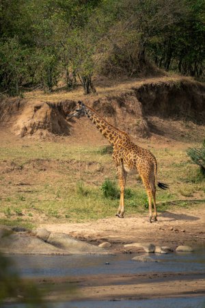 Masai giraffe stands on riverbank in sunshine