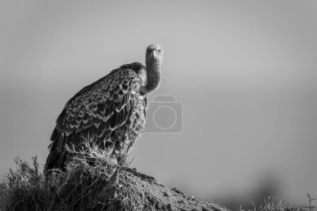 Mono Ruppell vulture on termite mound watching