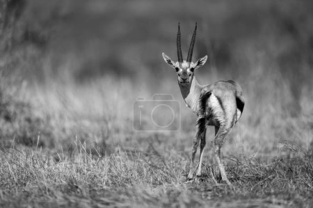 Mono Thomson gazelle stands staring to camera