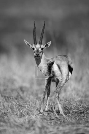 Mono Thomson gazelle stands looking to camera