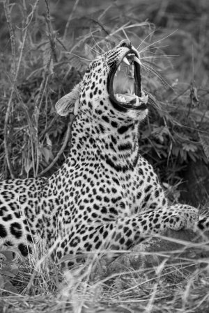 Mono close-up of leopard yawning in bushes
