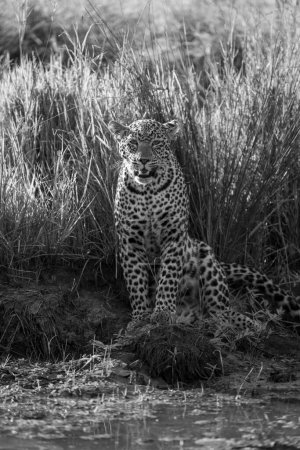 Mono leopard sits by waterhole watching camera