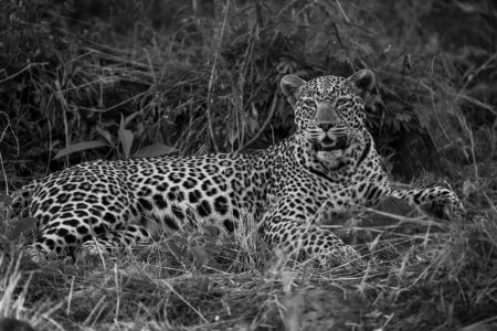 Mono-Leopard liegt im Gebüsch und beobachtet Kamera