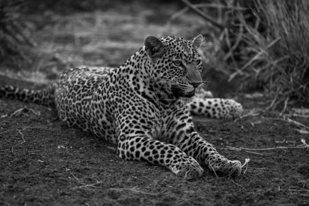 Mono leopard lies on slope staring ahead