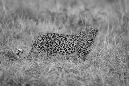 Mono leopard stands in grass looking round