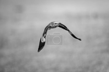 Photo for Mono lilac-breasted roller approaches camera dipping wings - Royalty Free Image