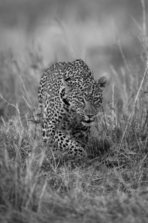 Mono leopard stalks through grass lifting paw