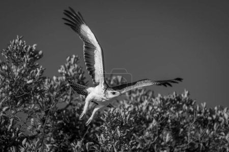 Mono martial eagle taking off from bush