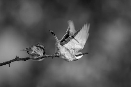 Mono little bee-eater takes off from twig