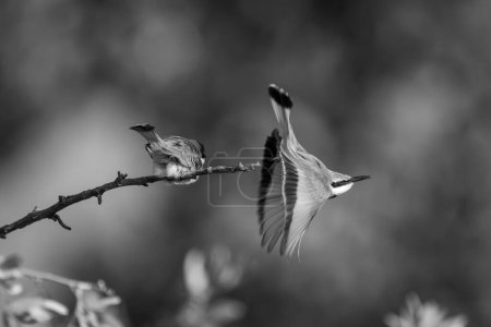 Mono little bee-eater taking off from branch