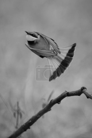 Mono little bee-eater taking off from twig