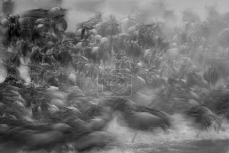 Mono slow pan of wildebeest traversing river