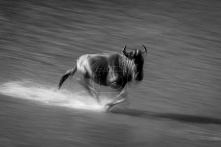 Mono slow pan of wildebeest crossing waterway