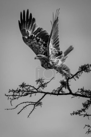 Mono tawny eagle takes off from twig