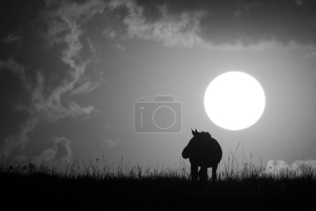 Mono zebra stands on horizon at sunrise